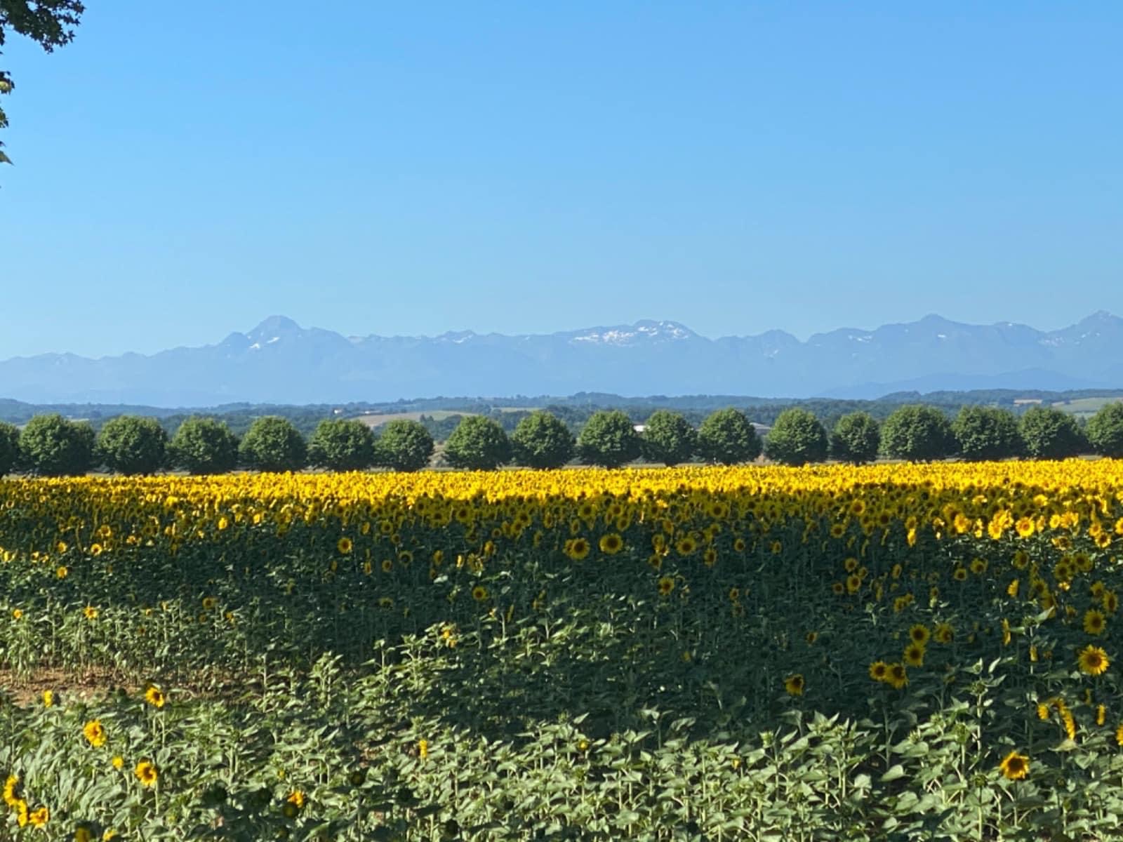 Zonnebloem velden