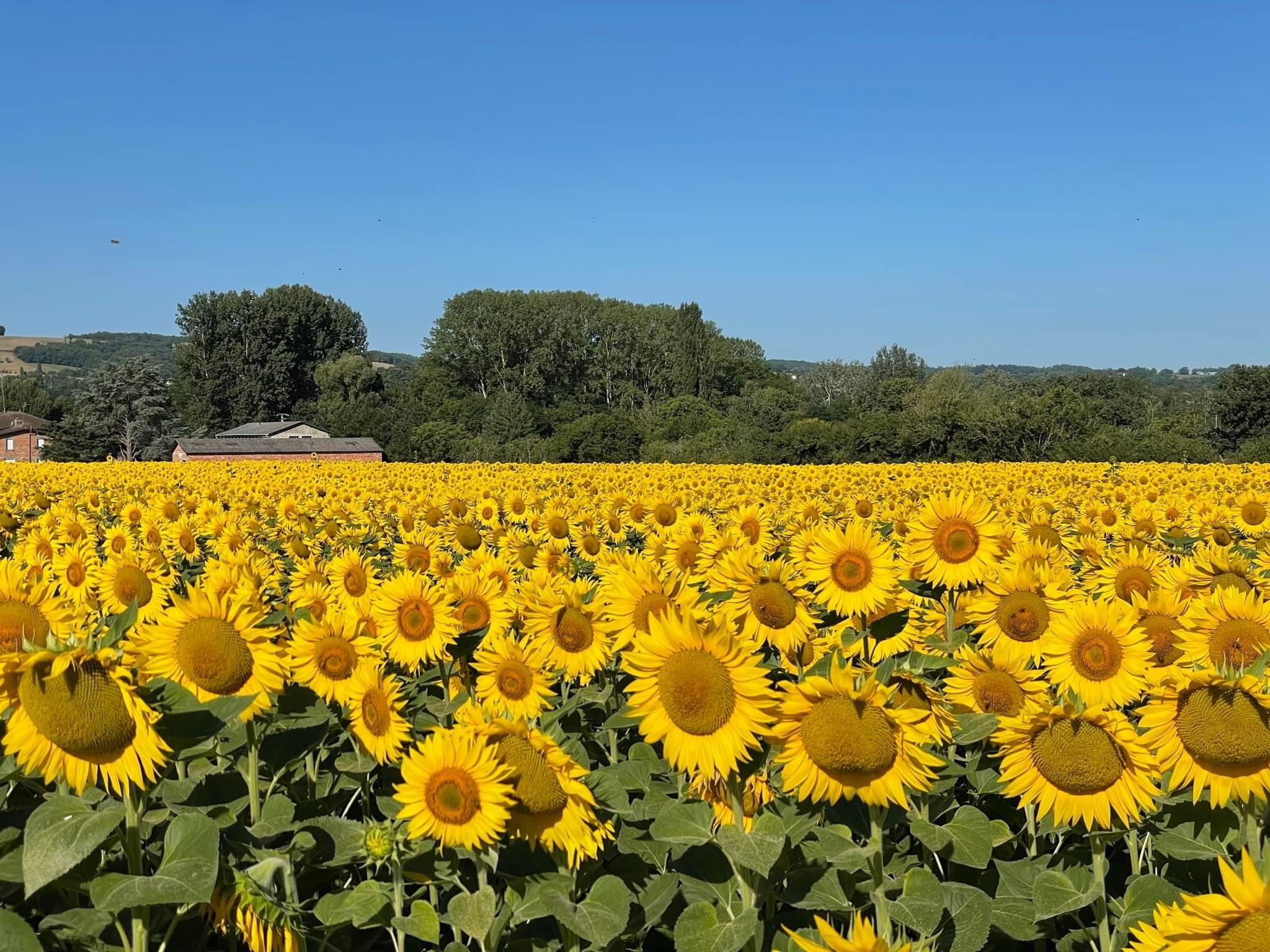 Zonnebloem velden